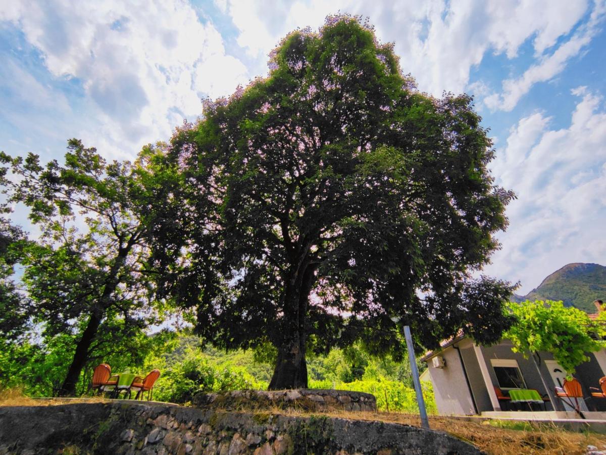 Вилла Celtis Shade House Вирпазар Экстерьер фото